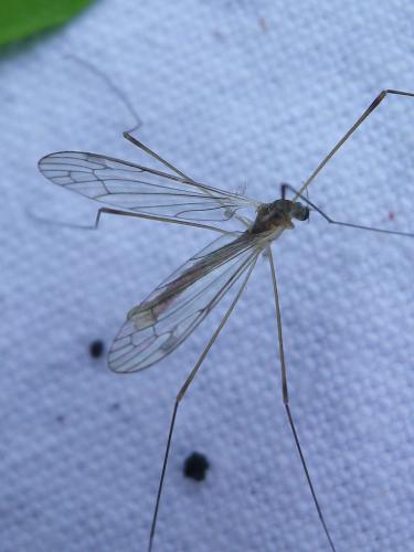 Réf. 282 236 : Dicranomyia sp.